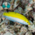 WRASSE YELLOW CORIS BARRIGA BRANCA (Halichoeres leucoxanthus) - comprar online