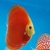 Red Golden Diamond 7-8cm - Disco Importado - Atlas DIscus - Peces Disco Colombia