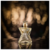 Perfume Rock! Shakira Eau de Toilette Feminino - Golden Perfumes & Cosmeticos Importados