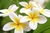 Brinco banhado com flor natural plumeria, mais conhecida como jardim manga 