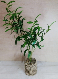 Planta Artificial Con Maceta 53cm