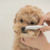 Pente de Limpeza Facial Aço Inox Pet | Cães