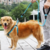 Coleira Guia Pet Nailon Alta Resistência Até 50kg | Cães