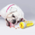 Brinquedo Pet Mordedor Escova Dental | Cães - Pingo Pet Shop - A loja que os pets amam!