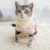 Suéter Pet em Fibra Quente e Confortável | Cães e Gatos