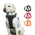 Peitoral Pet Ultra Confortável c/ Espaço para Guia | Cães - Pingo Pet Shop - A loja que os pets amam!