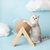Arranhador Premium Forma de Bola Rotativa | Gatos - Pingo Pet Shop - A loja que os pets amam!