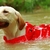 Roupa Capa de Chuva Pet Impermeável - comprar online
