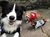 Imagem do Moletom Pet Adidog com Capuz | Cães