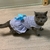 Vestido para Gatos Estampa Listrada - loja online