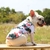 Imagem do Roupa Pet de Verão Estampa Florida | Para Cães