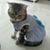 Vestido para Gatos Estampa Listrada