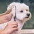 Tesoura Pet Profissional para Corte de Pelos | Aço Inox - Pingo Pet Shop - A loja que os pets amam!