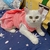 Vestido para Gatos Estampa Listrada - loja online