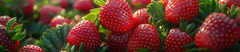 Banner da categoria Strawberry Dyed