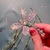 Image of Ethereal Dragonfly Earrings