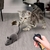 Juguete Raton A Control Remoto Didáctico Para Gatos