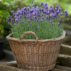 Imagem do Essência HS Lavanda para Desinfetante 1/80 - 1 Litro (Faz 80 Litros)