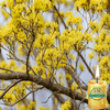 Essência P/ Vela Artesanal - Flor de Cerejeira Amarela - 100ml