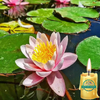 Essência para Vela Artesanal Aroma Flor de Lotus - 50ml