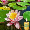 Essência P/ Vela Artesanal Aroma Flor de Lotus - 100ml