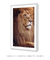 Quadro Decorativo Leão Étnico Safari Fotografia