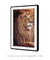 Quadro Decorativo Leão Étnico Safari Fotografia - Quadros Incríveis