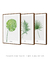 Quadros Decorativos Folhas - Composição com 3 Quadros na internet