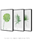 Quadros Decorativos Folhas - Composição com 3 Quadros - Quadros Incríveis
