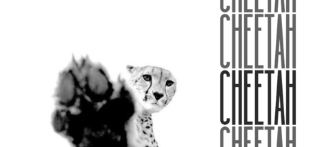 Carrusel Cheetah Lab