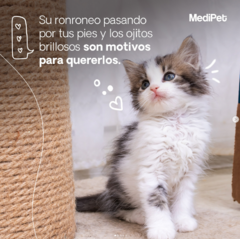 Seguro para Mascotas Medipet by GMX Seguros - comprar en línea