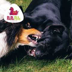 Papapets para Cães Adultos Bistequinha 300g Carne Suína - loja online