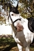 Imagen de - Orejera Equus Black -