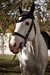 - Orejera Equus White -