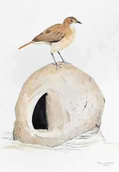 Ovenbird and mud nest