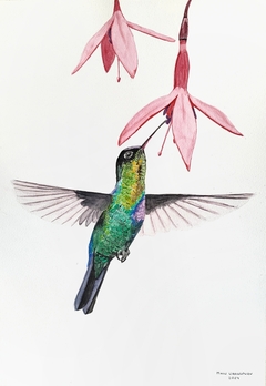 Colibrí y fuchsias