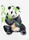 Panda con bamboo