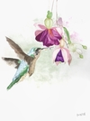 Colibrí