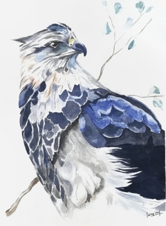 Águila azul