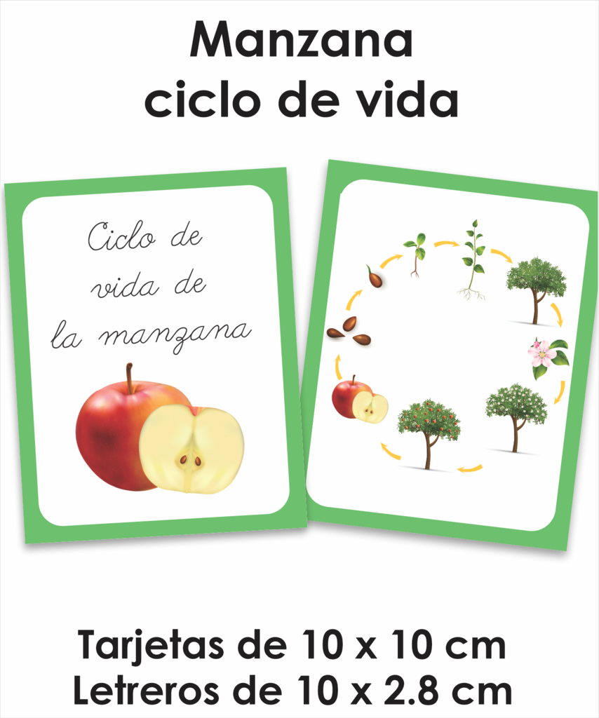 ciclo de vida de la manzana