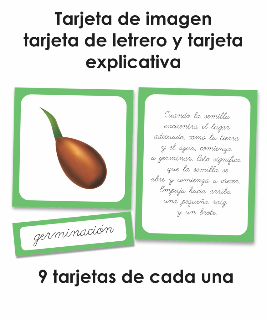 ciclo de vida de la manzana