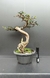 Pré bonsai de Ulmus