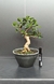 Pré bonsai de Araça