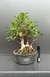 Pré bonsai de Ficus Microcarpa