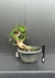 Pré Bonsai de Pitanga