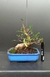 Bonsai de Ficus microcarpa