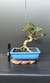 Bonsai de Acerola