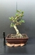 Bonsai de Acerola