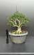 Pré bonsai de Buxus Harlandi