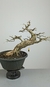 Pré Bonsai de Branquilho